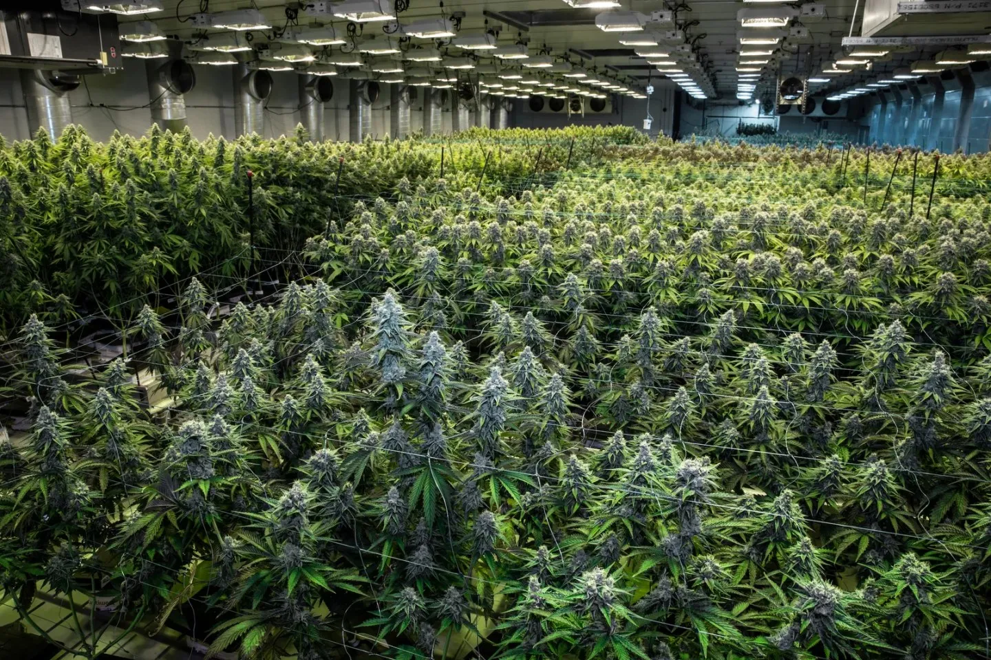 Intelligence record 692